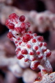   Pygmy seahorseSeraya Bali  